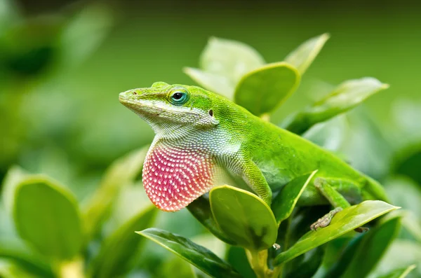 Зелений Anole ящірка — стокове фото