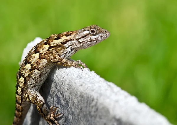 Texas spiny lizard — Stock Photo, Image