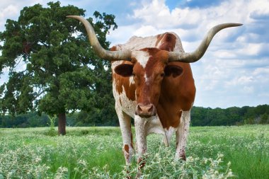 texas longhorn closeup