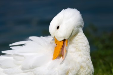 Beyaz pekin ördeği
