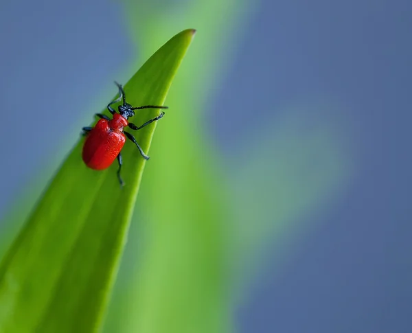 Besouro vermelho subindo a lâmina de grama — Fotografia de Stock