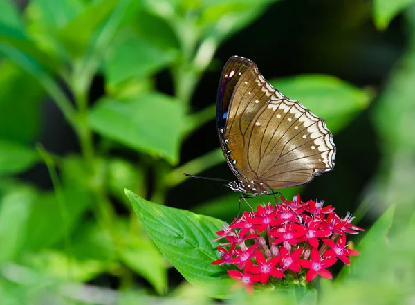 Gran mariposa mosca de huevo — Foto de Stock