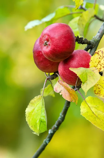 Röda äpplen på en trädgren — Stockfoto