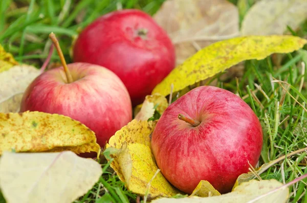 Red autumn apples on grass — Stock Photo, Image