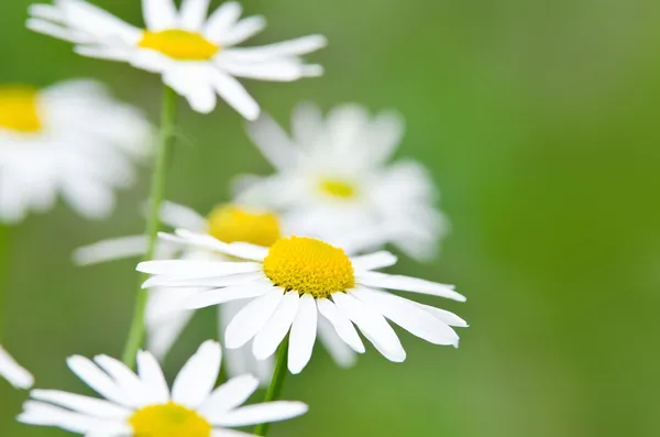 Vita prästkrage blommor (camomile) — Stockfoto