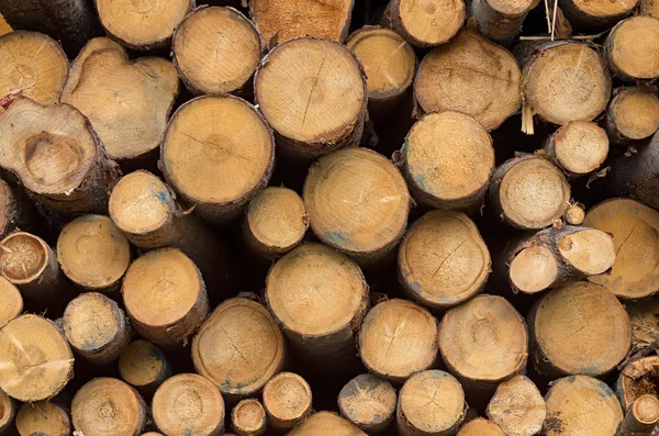 Pile di tronchi di legno — Foto Stock