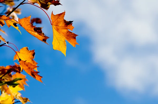 Herbst-Ahornbaum blättert gegen blauen Himmel — Stockfoto