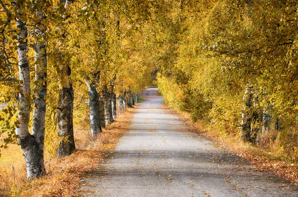 Gyllene björkar längs landsvägen — Stockfoto