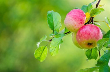 elma meyve büyüyen bir elma ağacı dalı