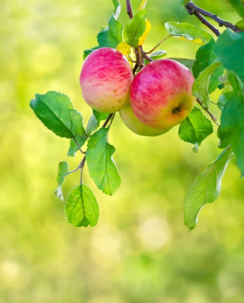 Äpplen som växer på en trädgren — Stockfoto