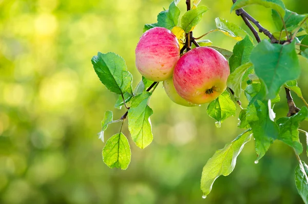 Apple frukter växer på en apple trädgren — Stockfoto