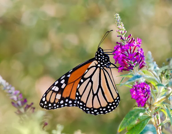 Mariposa monarca en flores de arbusto de mariposa — Foto de Stock