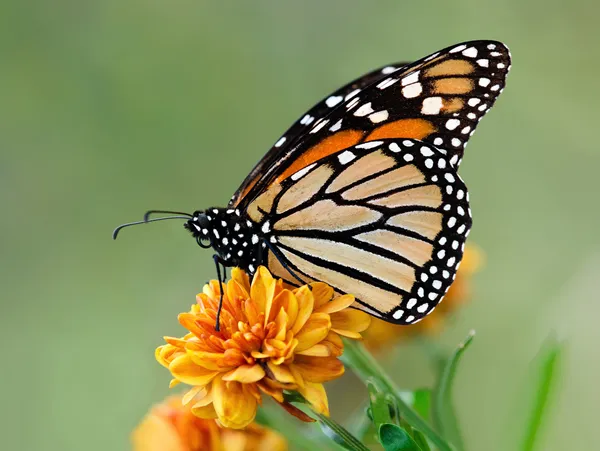 Borboleta monarca migrante — Fotografia de Stock