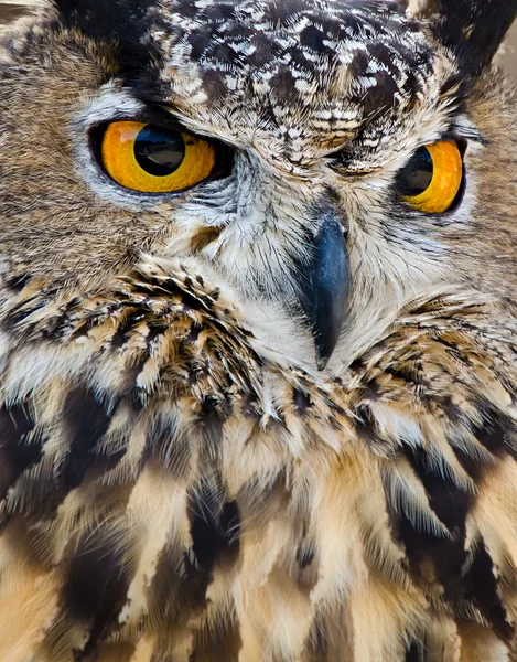 Great Horned Owl, närbild — Stockfoto