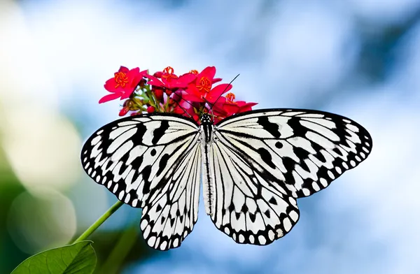Paper Kite or Rice Paper butterfly — Stock Photo, Image