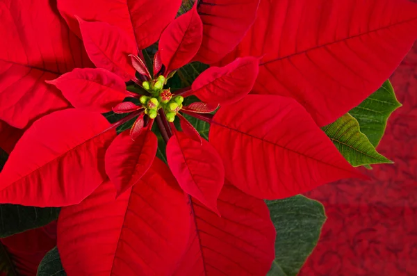 Rode Poinsettia Bloem — Stockfoto