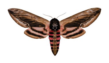 Privet Hawk Moth clipart