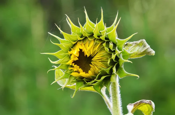 Sunflower bud waiting to bloom — Stock Photo, Image