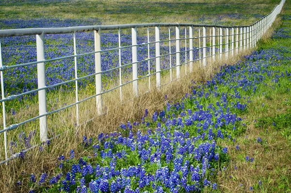Bluebonnets and white fence — Stock Photo, Image
