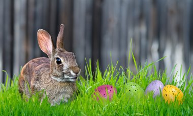 çim Bunny ve Paskalya yumurtası