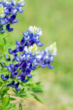 Texas Bluebonnets (Lupinus texensis) blooming in spring clipart