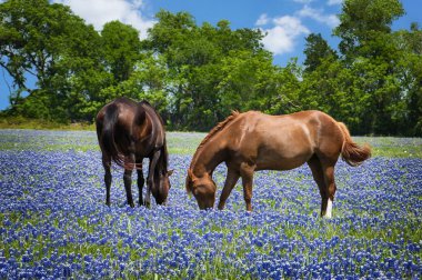 Horses grazing in the bluebonnet pasture clipart