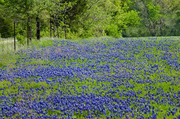 Texas Bluebonnets цветет весной — стоковое фото