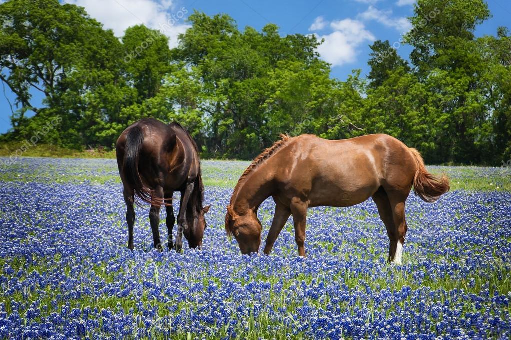 Two horses grazing in the bluebonnet pasture in Texas spring
