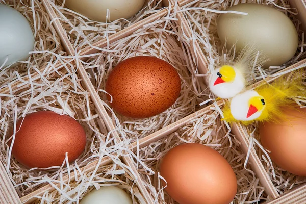 Œufs colorés avec des poulets décoratifs de Pâques dans une caisse — Photo