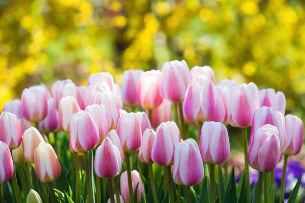 Pink and white tulips blooming in spring — Stock Photo, Image