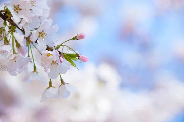 Close-up de flores de cerejeira na primavera — Fotografia de Stock