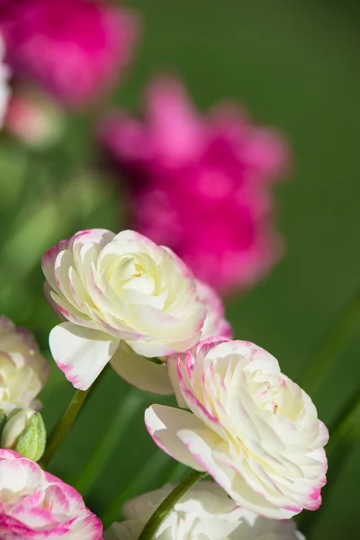 White and pink ranunculus flowers blooming in spring — Stock Photo, Image