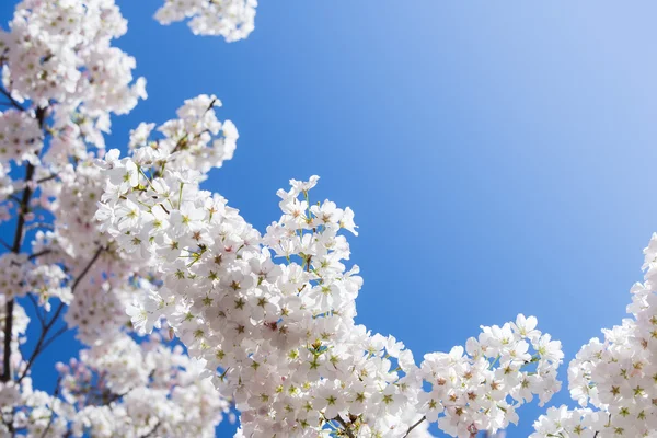 Белые вишни цветут весной на фоне голубого неба — стоковое фото