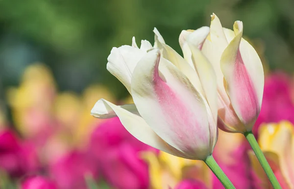 Tulipani di colore pastello che fioriscono in primavera — Foto Stock