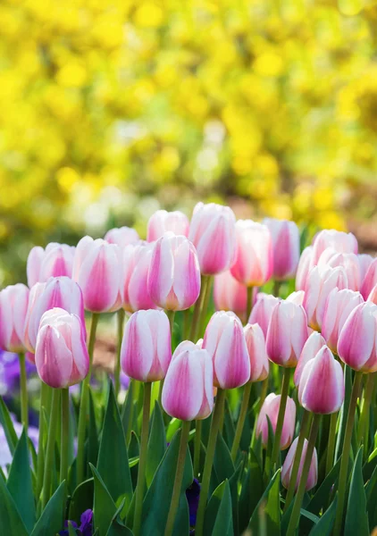 Pink and white tulips blooming in spring — Stock Photo, Image