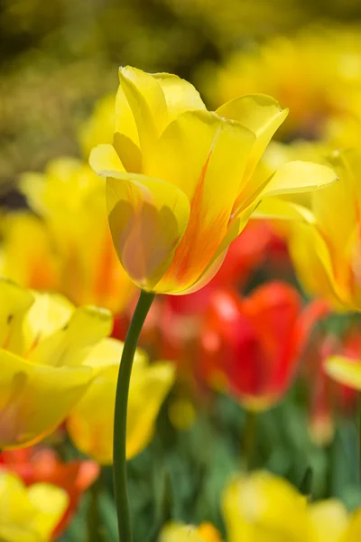 Yellow tulips blooming in spring — Stock Photo, Image