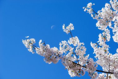 moon ile mavi gökyüzü çiçekleri kiraz ağacı