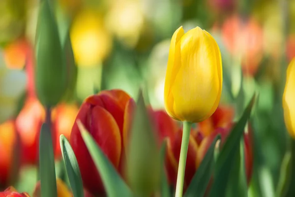 Yellow tulip blooming in flower bed — Stock Photo, Image