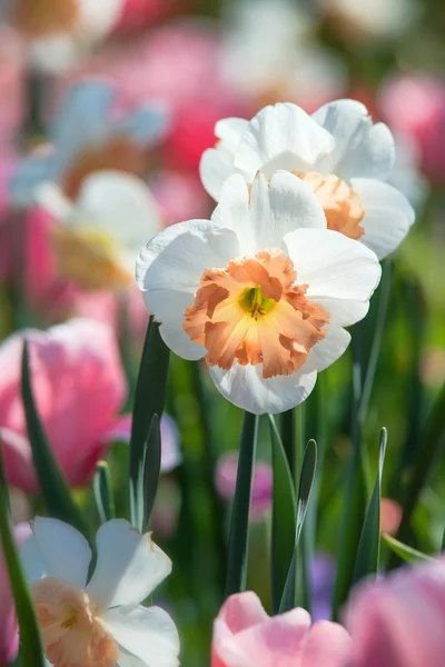 Daffodil flowers blooming in spring — Stock Photo, Image