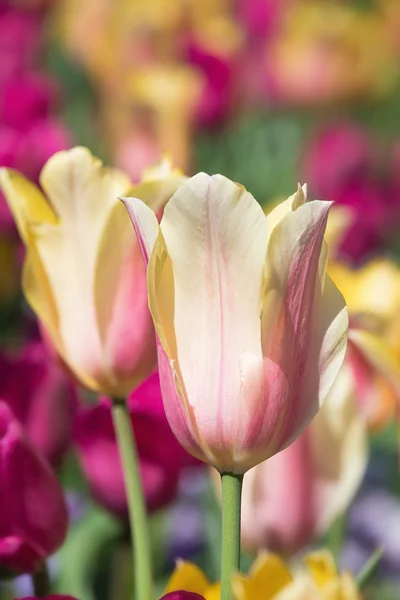 Tulipani di colore pastello che fioriscono in primavera — Foto Stock