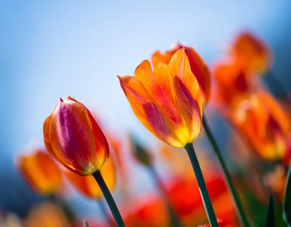 Helder oranje tulpen in bloei tegen blauwe hemel — Stockfoto