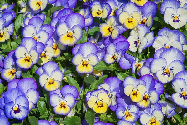 Blue and yellow pansy flowers nature background — Stock Photo, Image