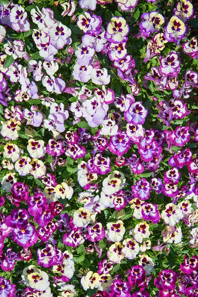 紫色和黄色的三色堇花自然背景 — 图库照片