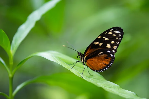 Borboleta de asa longa tigre (Heliconius hecale ) — Fotografia de Stock