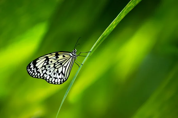 Kağıt uçurtma kelebek — Stok fotoğraf