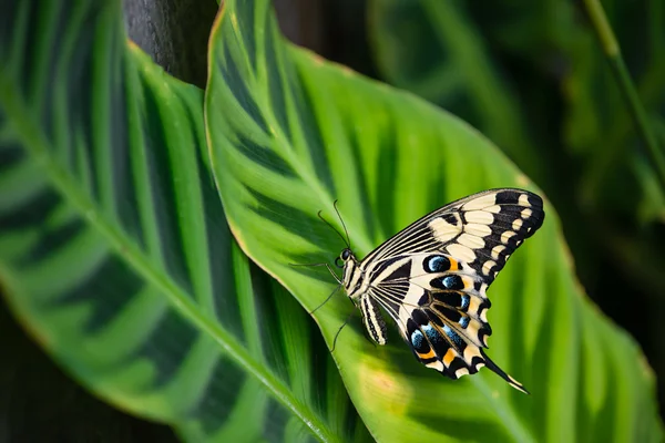 Kaiserschwalbenschwanz-Schmetterling — Stockfoto