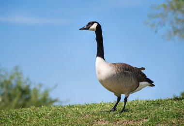 Kanada kazı (Branta kanadensis)