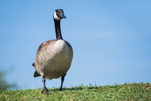 Kanadyjska gęś (Branta canadensis)) — Zdjęcie stockowe