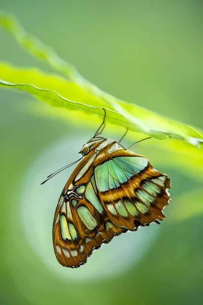 Malakit kelebek (Siproeta stelenes) — Stok fotoğraf