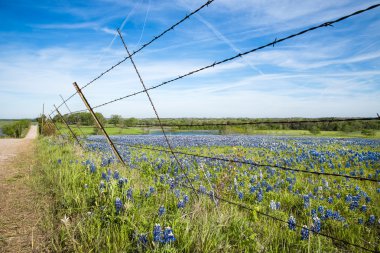 Bluebonnet alan texas bahar
